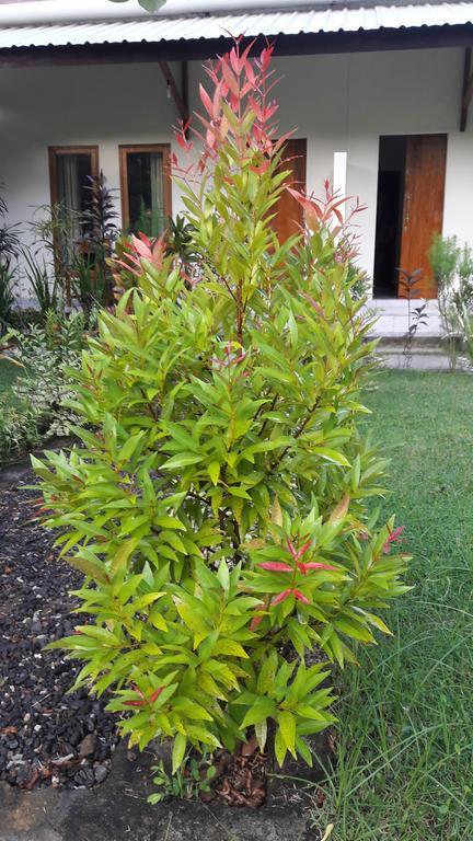 Herry Homestay Kuta  외부 사진